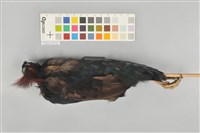 冠鷓鴣藏品圖，第13張